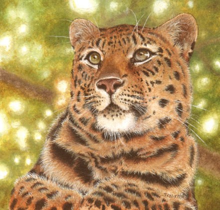 Amur Leopard miniature painting by Tracy Hall